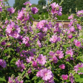 Lavatera Bredon Springs - Lavatera Bredon Springs - Willemse