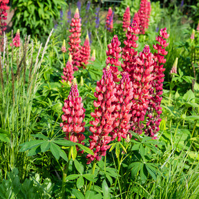 Lupine My Castle Rouge - Lupinus My Castle - Willemse