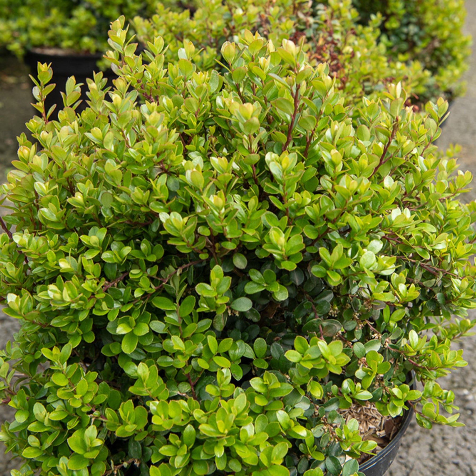 Afrikaanse buxus - Willemse