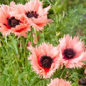 Oosterse klaproos Forncett Summer - Papaver orientale Forncett Summer - Willemse