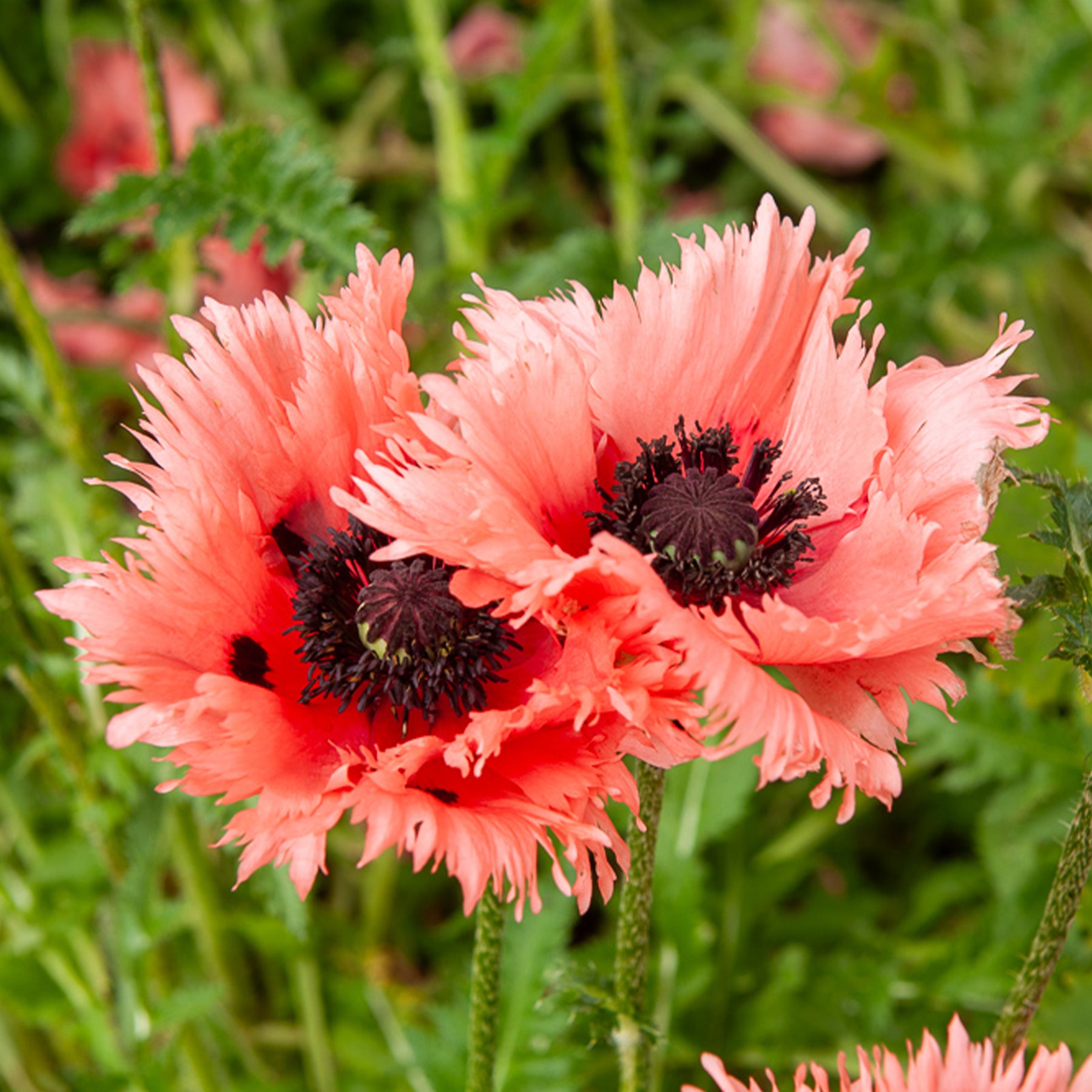 Oosterse klaproos Forncett Summer - Willemse