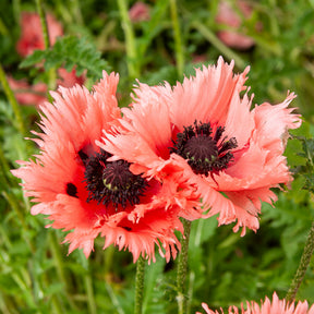Oosterse klaproos Forncett Summer - Willemse