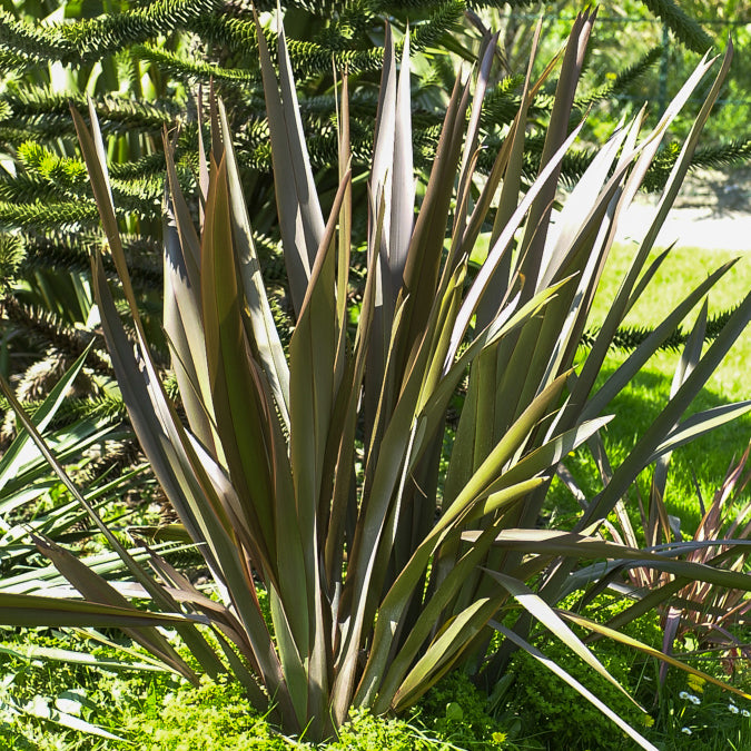Nieuw-Zeelandse vlas Bronze Baby - Phormium cookianum Bronze Baby - Willemse