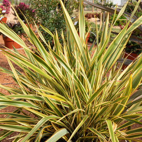 Nieuw-Zeelandse vlas Golden Ray - Willemse