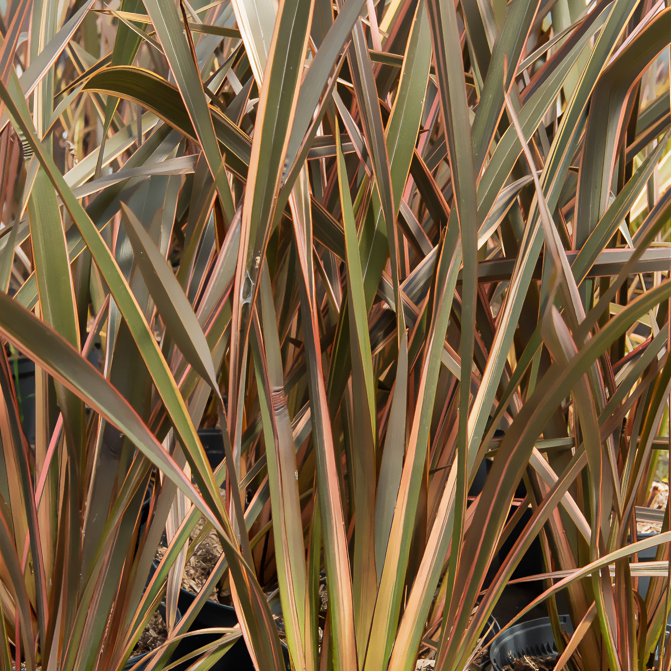 Phormium tenax Rainbow Queen - Nieuw-Zeelandse vlas Rainbow Queen - Nieuw-Zeelands vlas - Phormium