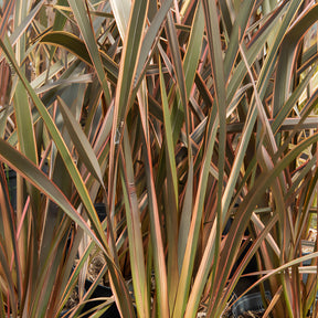 Phormium tenax Rainbow Queen - Nieuw-Zeelandse vlas Rainbow Queen - Nieuw-Zeelands vlas - Phormium