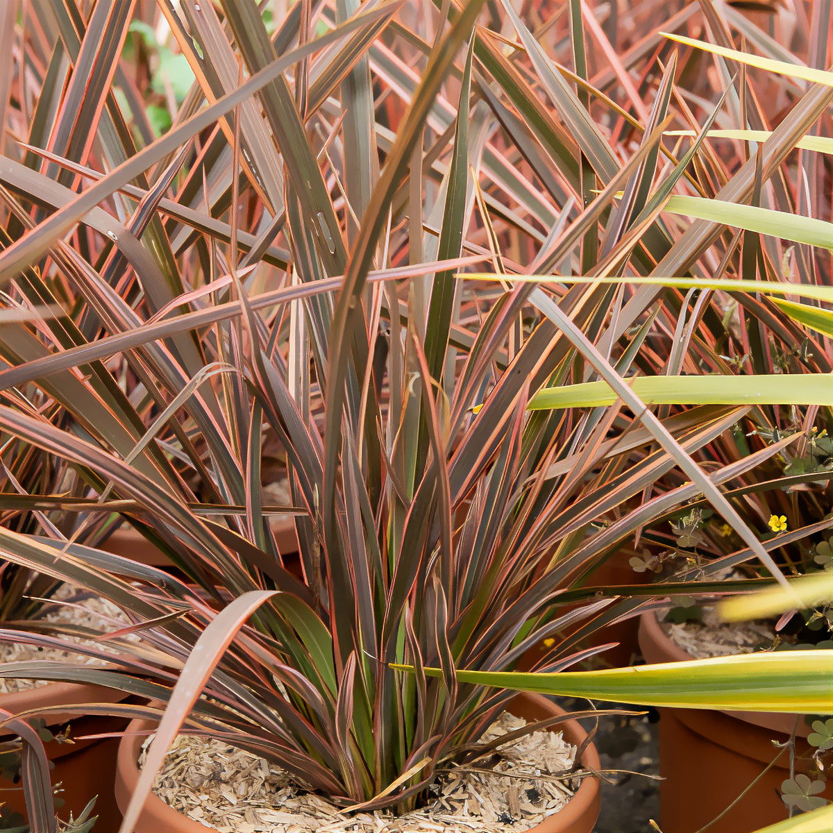 Nieuw-Zeelandse vlas Rainbow Queen - Phormium tenax Rainbow Queen - Willemse