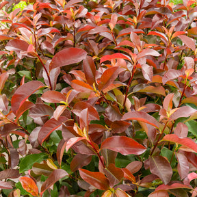 Photinia x fraseri Camilvy - Photinia x fraseri Camilvy - Willemse