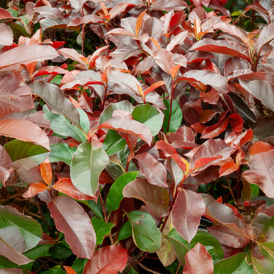 Photinia x fraseri Camilvy - Willemse