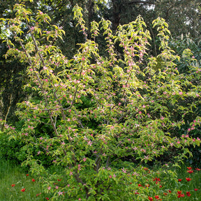 Chinese kwee - Pseudocydonia sinensis - Willemse