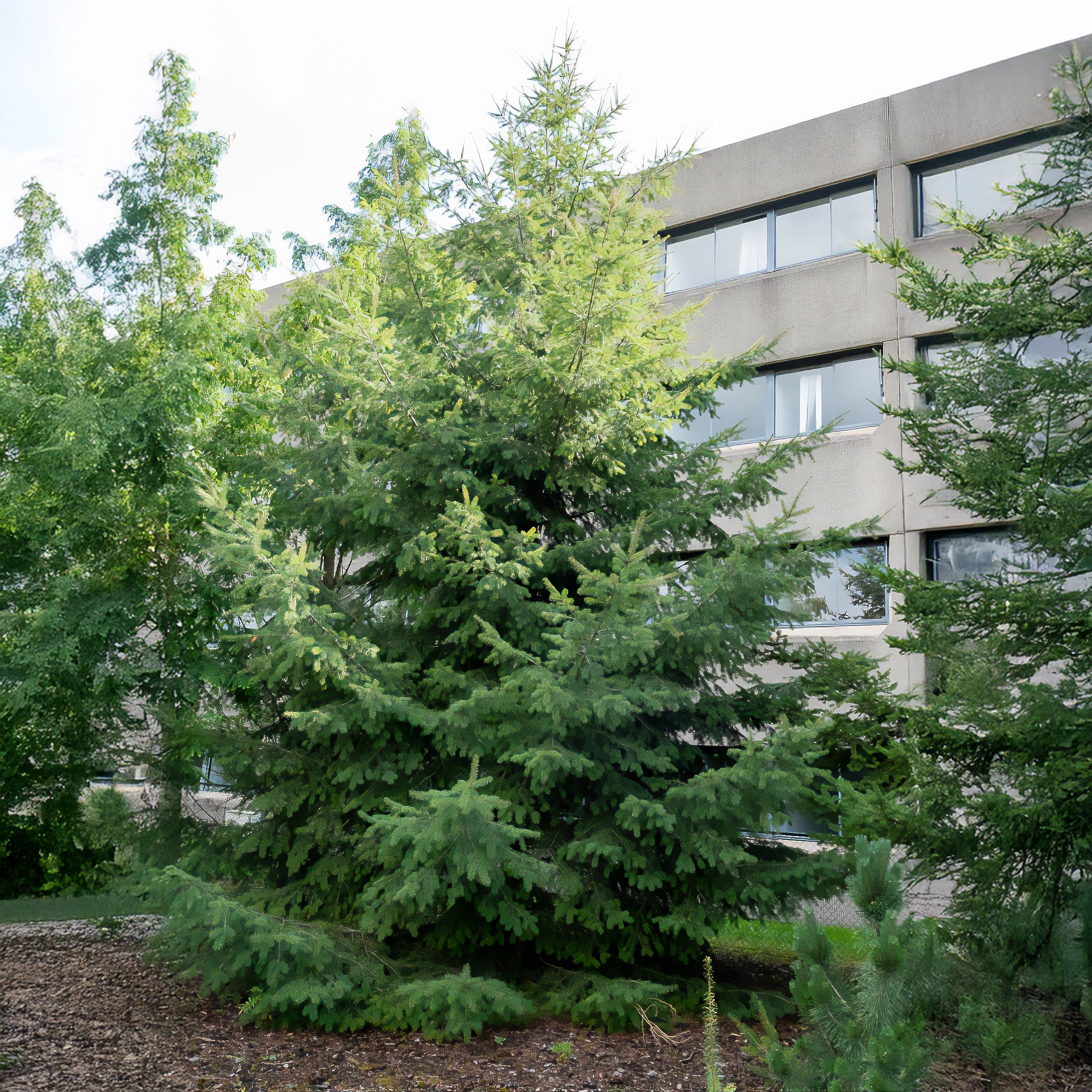 Pseudotsuga menziesii - Douglasspar - Coniferen