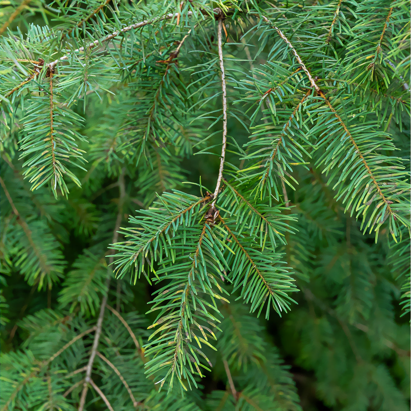 Douglasspar - Pseudotsuga menziesii - Willemse