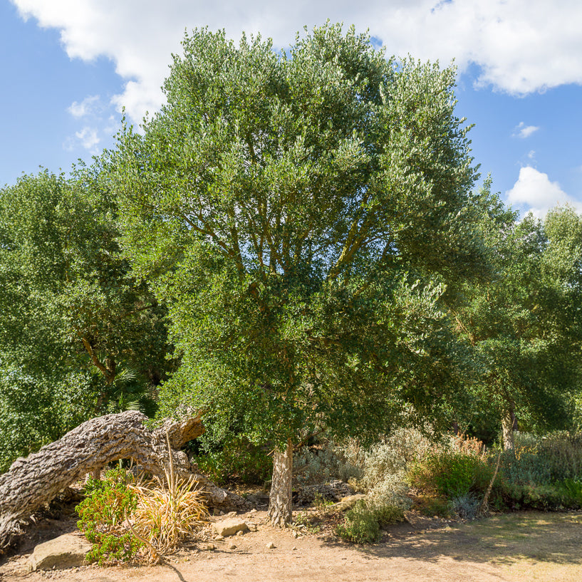Kurkeik - Quercus suber - Willemse