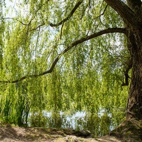 Salix babylonica - Treurwilg - Wilg