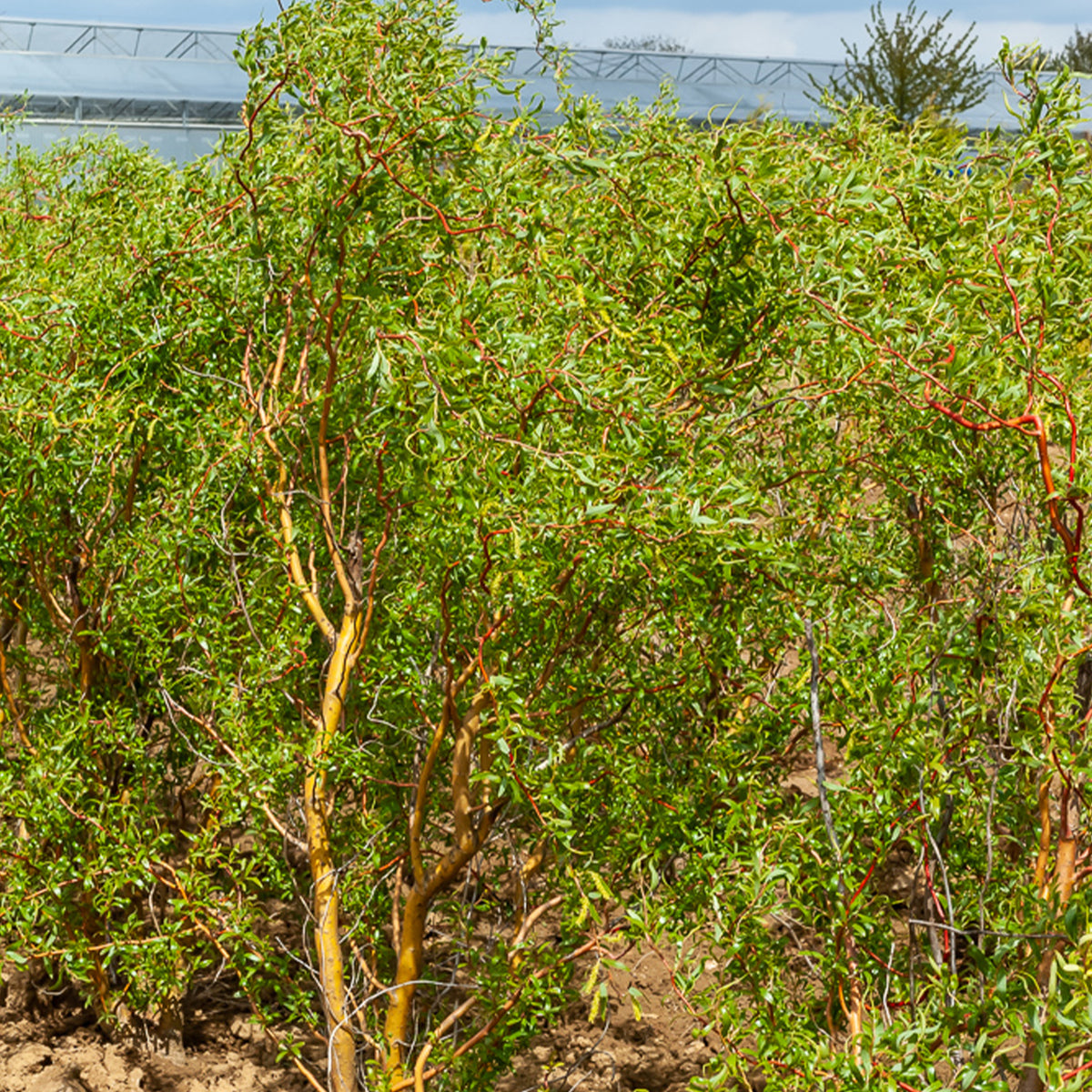 Kronkelwilg - Willemse