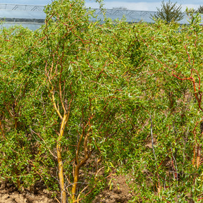 Kronkelwilg - Willemse