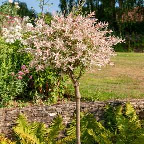 Bonte wilg 'Flamingo' - op stam - Salix integra Flamingo - Willemse