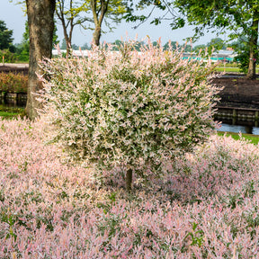 Bonte wilg 'Flamingo' - op stam - Willemse