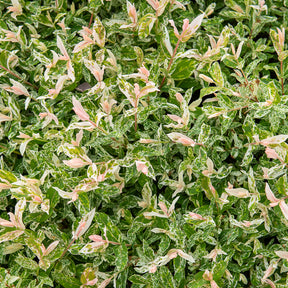 Salix integra Flamingo - Bonte wilg 'Flamingo' - op stam - Wilg
