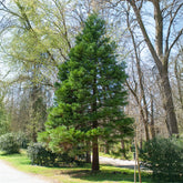 Sequoiadendron giganteum - Mammoetboom - Coniferen