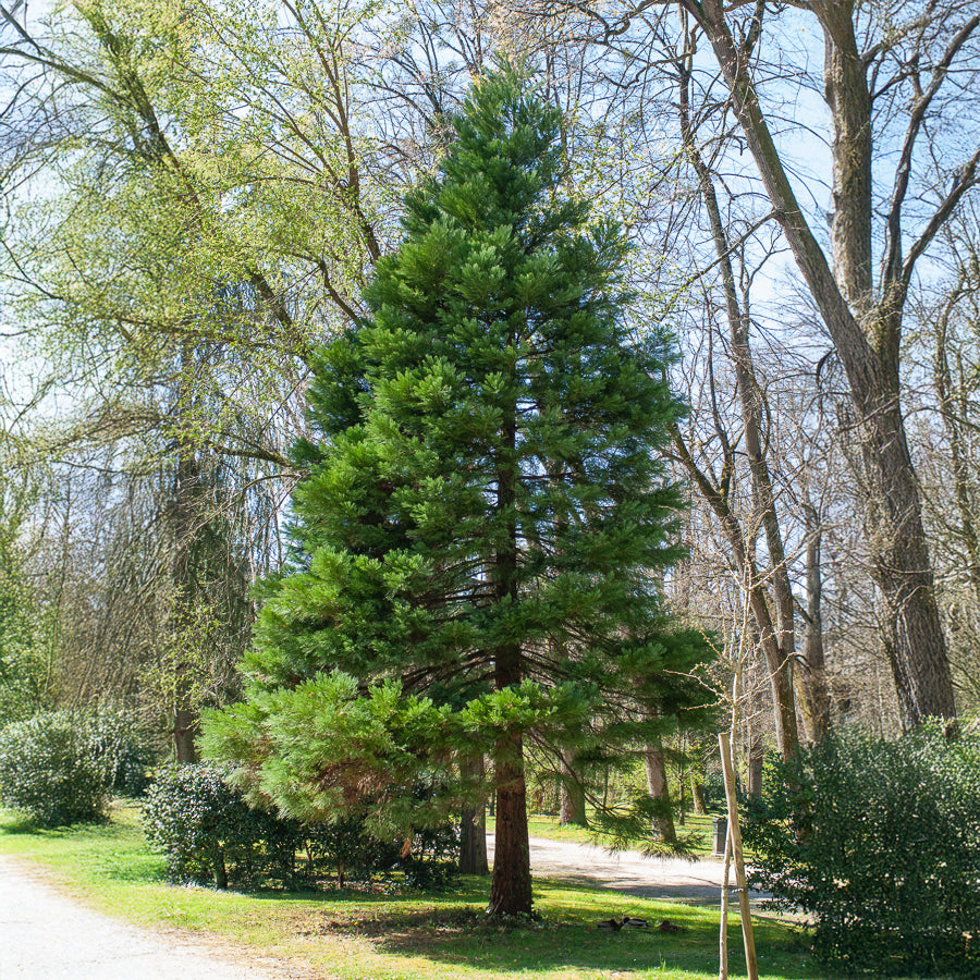 Sequoiadendron giganteum - Mammoetboom - Coniferen