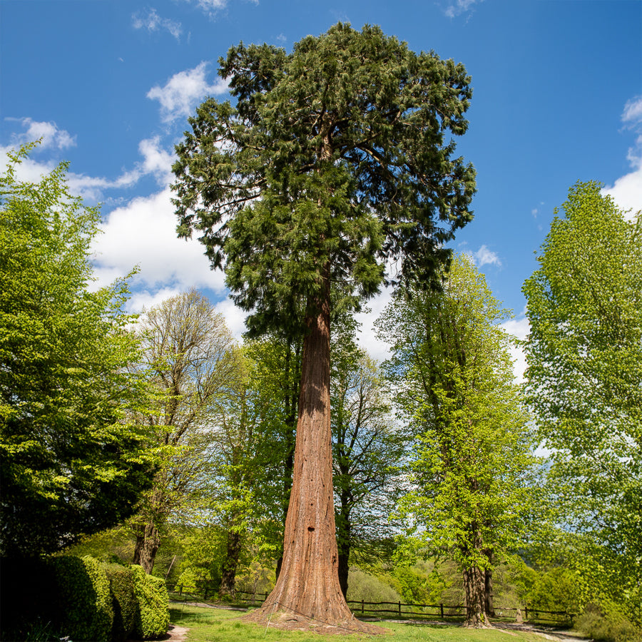Mammoetboom - Willemse