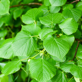 Tilia platyphyllos - Grootbladige linde - Linde