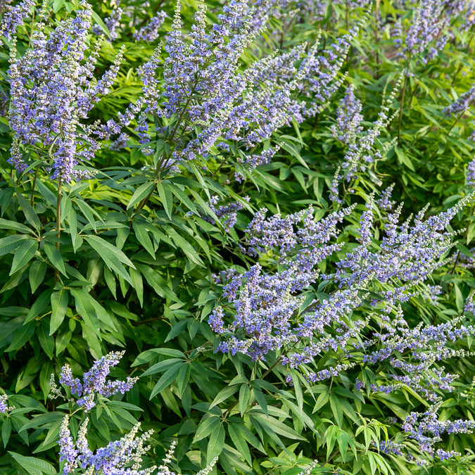 Grote blad monnikspeper - Vitex agnus-castus Latifolia - Willemse
