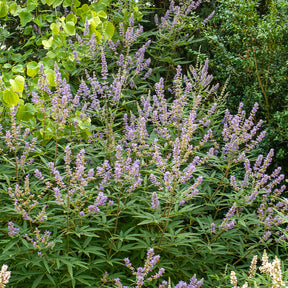 Grote blad monnikspeper - Willemse