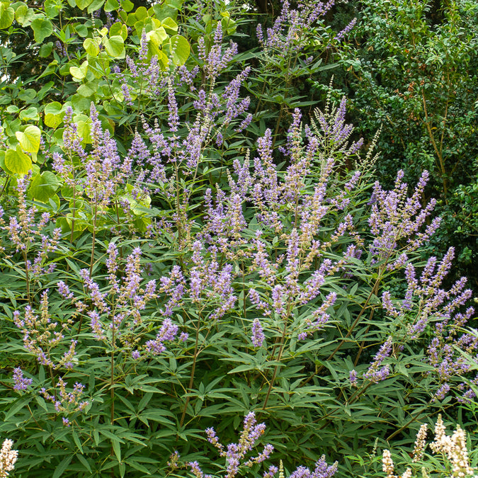 Grote blad monnikspeper - Willemse