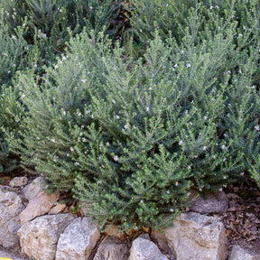 Westringia fruticosa - Australische rozemarijn - Mediterrane planten