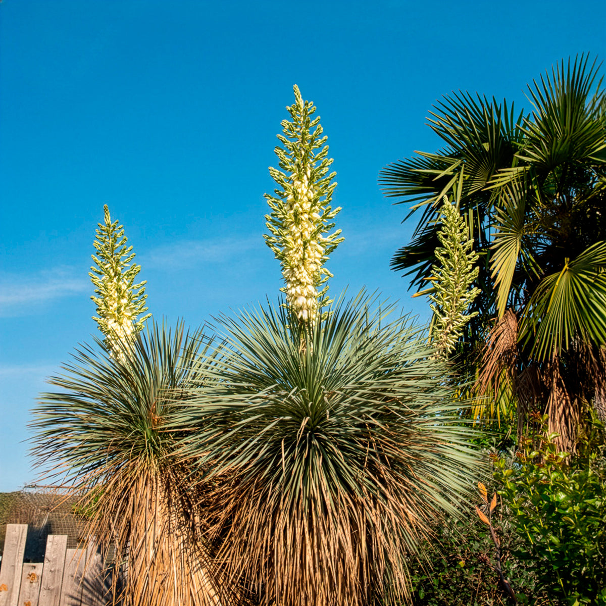 Blauwe yucca - Yucca rostrata - Willemse
