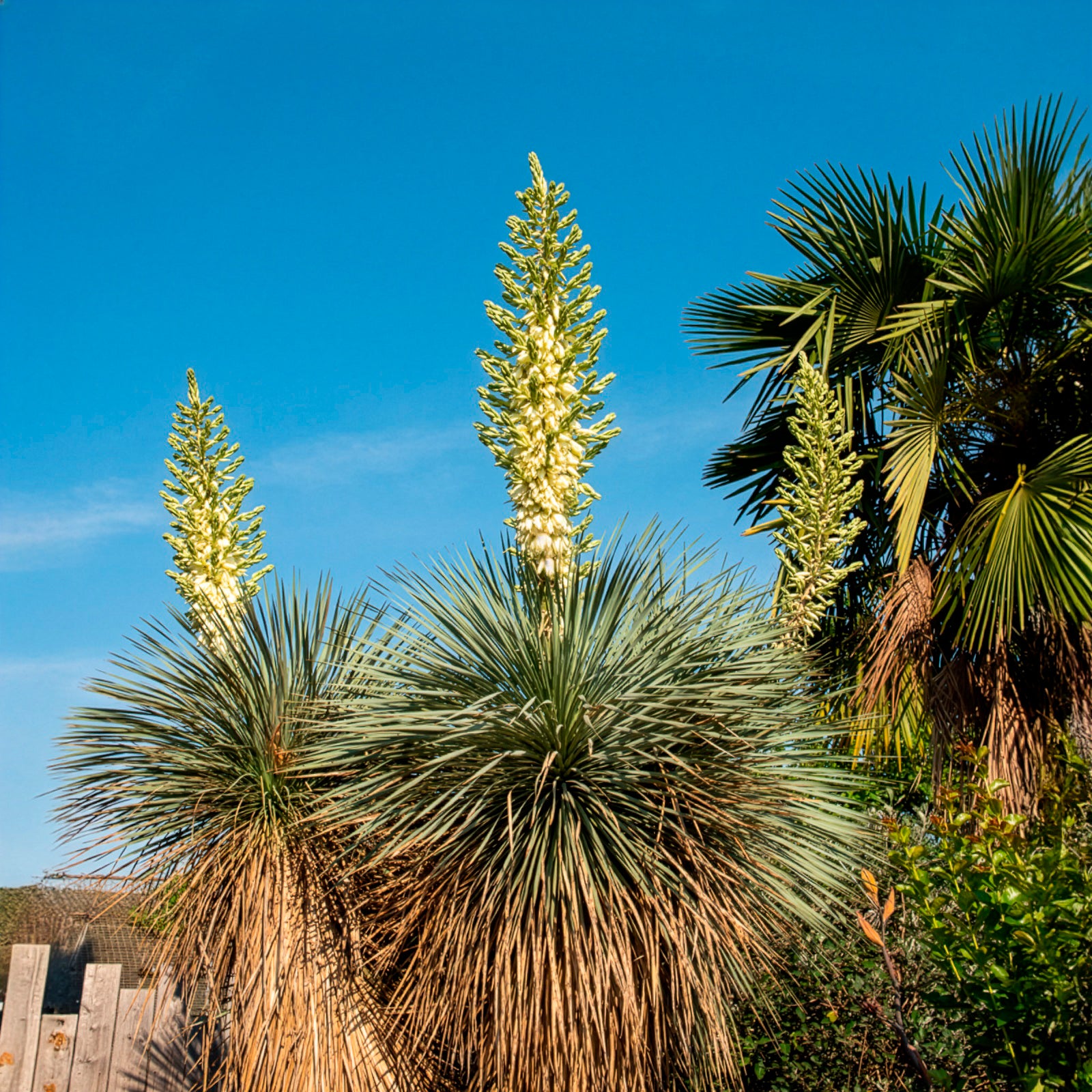 Blauwe yucca - Yucca rostrata - Willemse