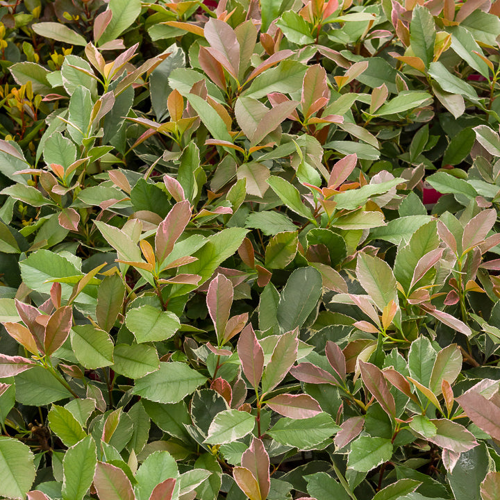 Photinia fraseri Louise - Willemse