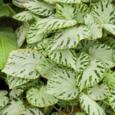 Begonia rex Silver Jewel - Begonia 'Silver Jewel' - Kleine kamerplanten