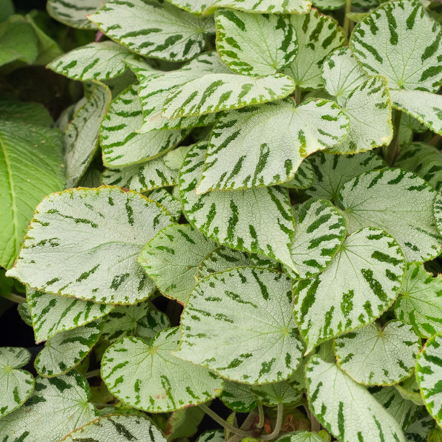 Begonia rex Silver Jewel - Begonia 'Silver Jewel' - Kleine kamerplanten