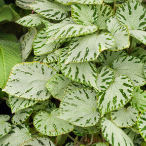 Begonia rex Silver Jewel - Begonia 'Silver Jewel' - Kleine kamerplanten
