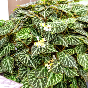 Begonia 'Silver Jewel' - Begonia rex Silver Jewel - Willemse