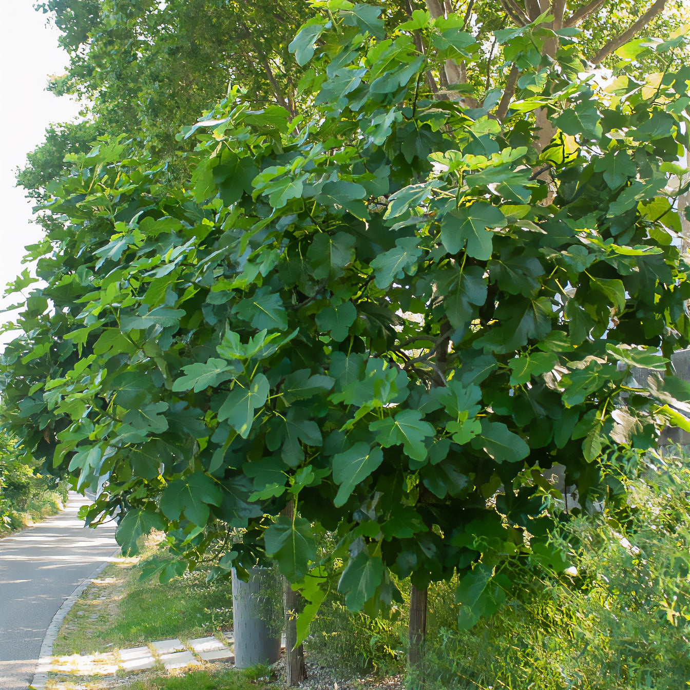 Vijgenviolette Dauphine - Ficus carica Violette Dauphine - Willemse