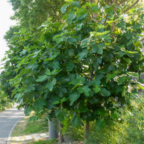 Vijgenviolette Dauphine - Ficus carica Violette Dauphine - Willemse
