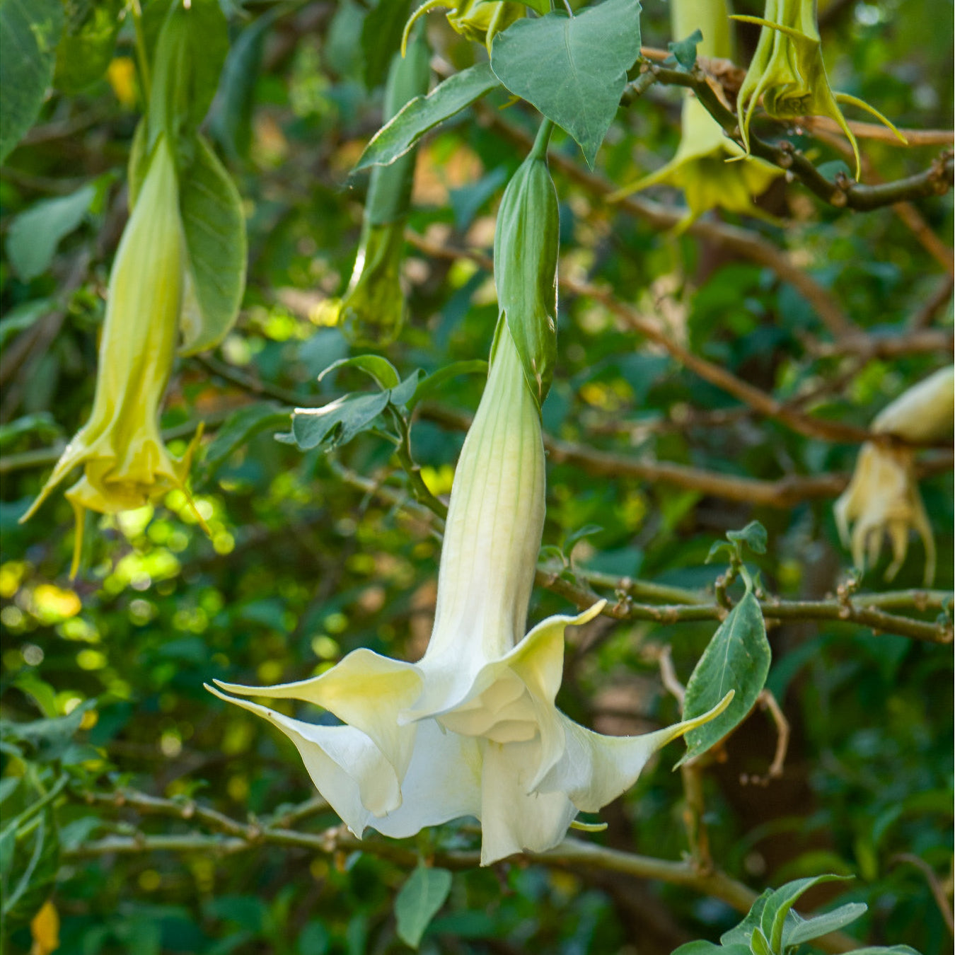 Brugmansia - Brugmansia arborea - Willemse