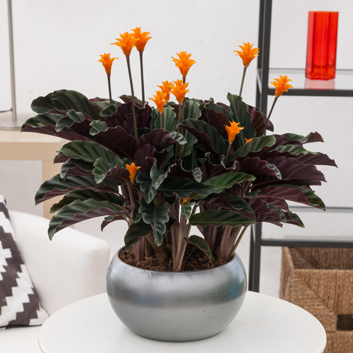 Calathea Crocata / Eeuwige vlam - Calathea crocata - Willemse