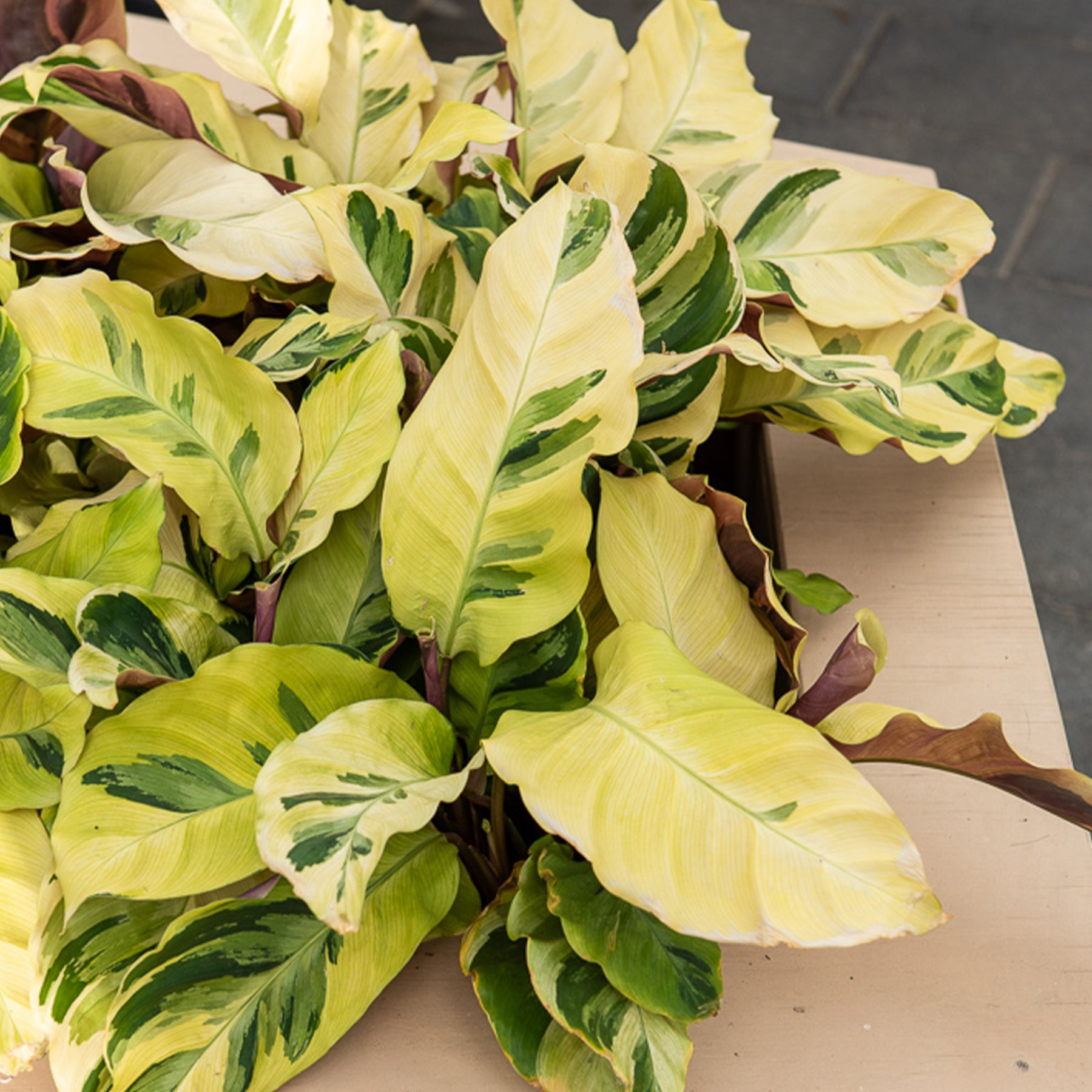 Calathea Yellow fusion / Pauwenplant - Calathea lietzei Yellow Fusion - Willemse