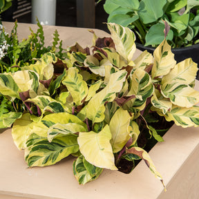 Calathea Yellow fusion / Pauwenplant - Willemse