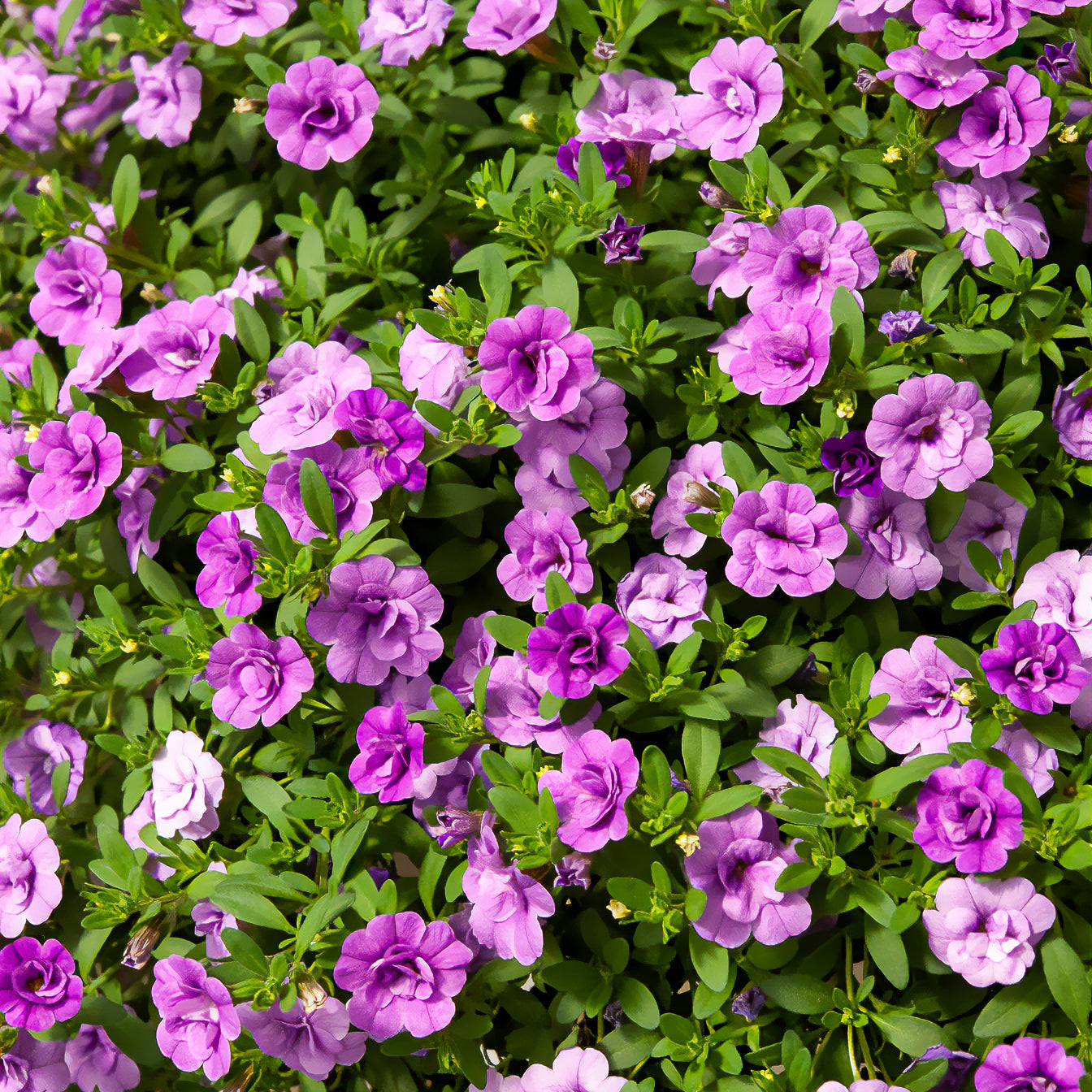 Paarse dubbelbloemige mini-petunia (x3) - Willemse