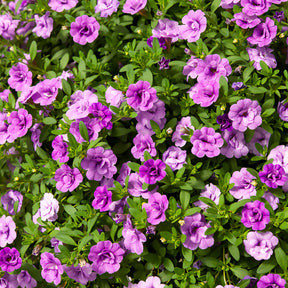 Paarse dubbelbloemige mini-petunia (x3) - Willemse