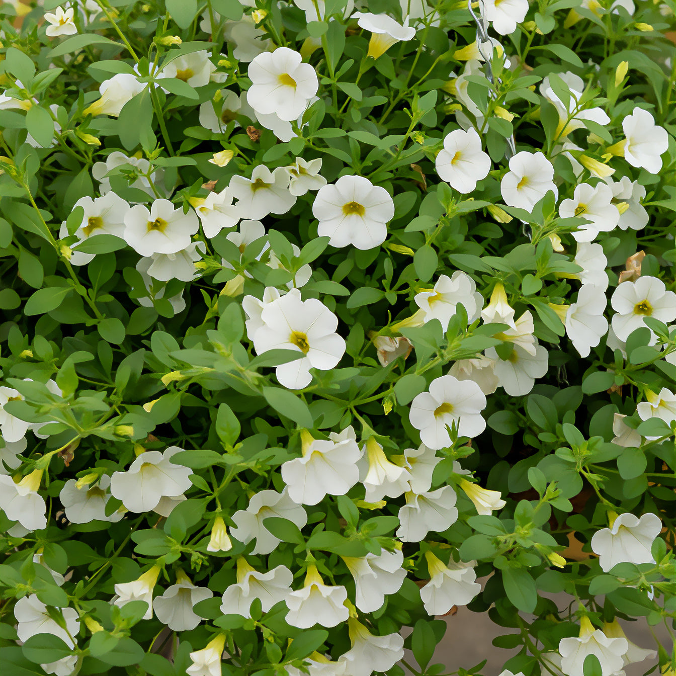 Witte mini-petunia (x3) - Willemse