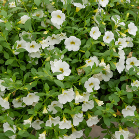 Witte mini-petunia (x3) - Willemse
