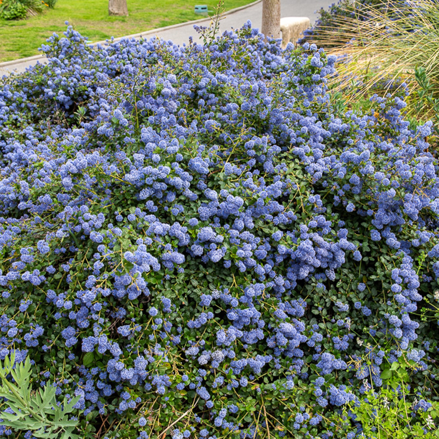 Ceanothus Concha - Ceanothus Concha / Amerikaanse sering - Ceanothus - Californische sering