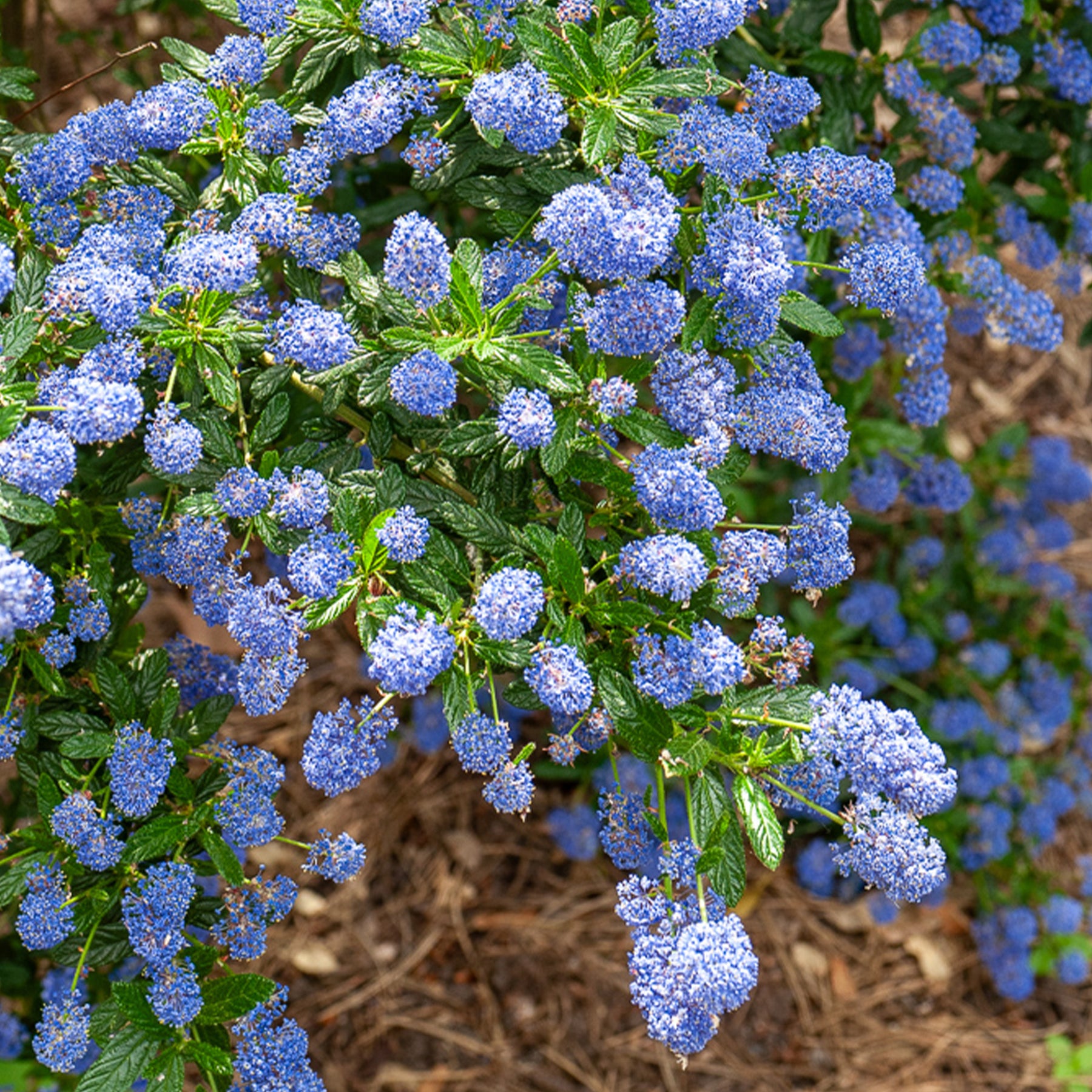 Ceanothus Concha / Amerikaanse sering - Ceanothus Concha - Willemse